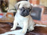 Safkan Pug Bebekler