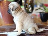 Safkan Pug Bebekler
