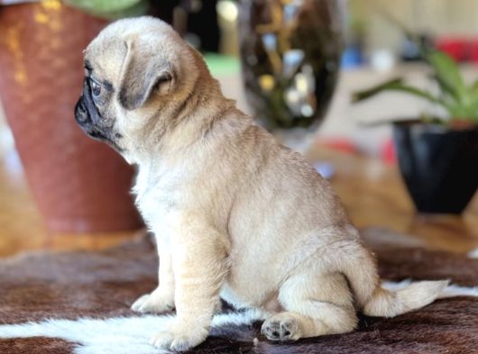 Safkan Pug Bebekler görsel