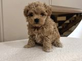 BABY FACE MALTİPOO