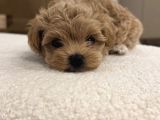 Baby Face Malti̇poo