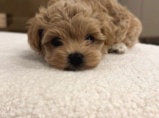 Baby Face Malti̇poo görsel