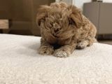 Baby Face Malti̇poo