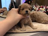 TEACUP MALTİPOO İSTEYEN