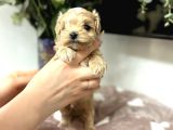 ORİJİNAL TEACUP MALTİPOO