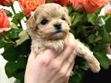 TEA CUP MALTİPOO BEBEKLER