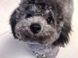 Silver toy poodle yavruları