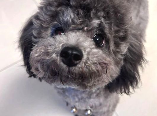 Silver Toy Poodle Yavruları