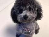 Silver Toy Poodle Yavruları