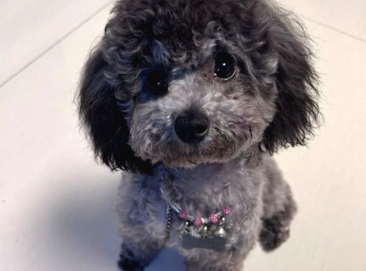 Silver Toy Poodle Yavruları görsel