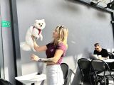 Pomeranian Boo