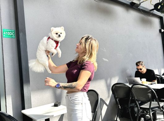 Pomeranian Boo görsel