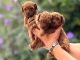 MICROTEACUP KG GARANTİLİ KOREA POODLE BEBEKLER