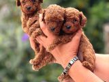 Microteacup Kg Garanti̇li̇ Korea Poodle Bebekler