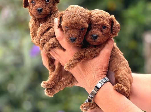 Microteacup Kg Garanti̇li̇ Korea Poodle Bebekler görsel