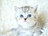 Muhteşem Kalitede siilver ns24 british shorthair