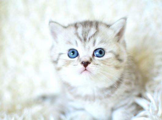 Muhteşem Kalitede siilver ns24 british shorthair