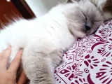 Safkan Ragdoll Yavrular