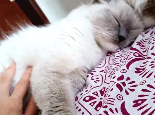 Safkan Ragdoll Yavrular görsel