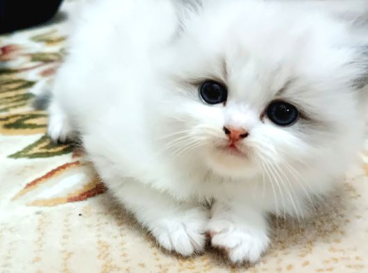 Safkan Ragdoll Yavrular görsel