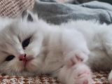 Safkan Ragdoll Yavrular