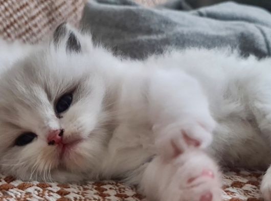 Safkan Ragdoll Yavrular görsel