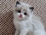 Safkan Ragdoll Yavrular