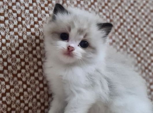 Safkan Ragdoll Yavrular görsel