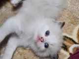 Safkan ragdoll yavrular