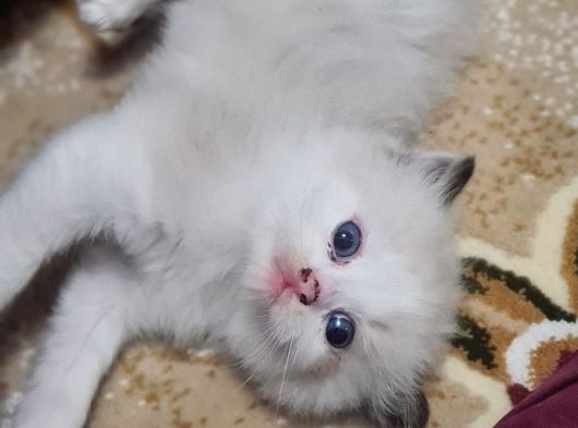 Safkan Ragdoll Yavrular