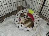 Scr Li Shihtzu Erkek Yavrumuz
