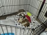 Scr Li Shihtzu Erkek Yavrumuz