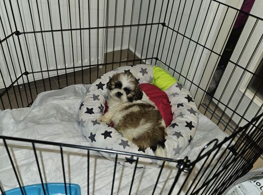 Scr Li Shihtzu Erkek Yavrumuz görsel