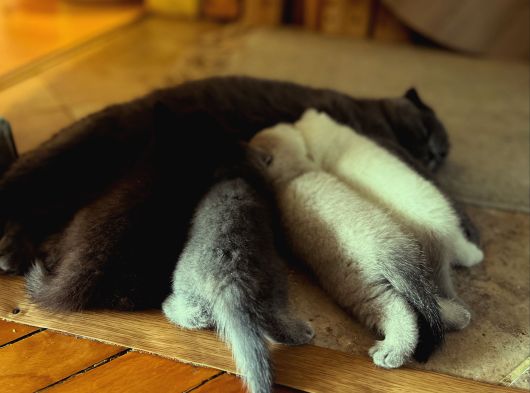 Scotish Fold Ve British Shorthair Yavrularımız görsel