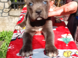 Irkının En Iyisi Blue Mavi Gözlü Cane Corso