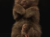 Scotish Fold Ve British Shorthair Yavrularımız