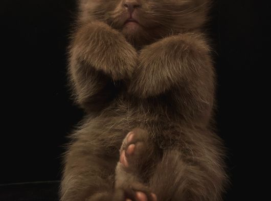Scotish Fold Ve British Shorthair Yavrularımız görsel