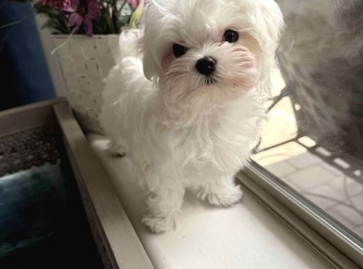 Veteri̇ner Kontrollü Maltese Teacup Bebekler görsel