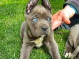 Irkının en iyisi blue mavi gözlü cane corso