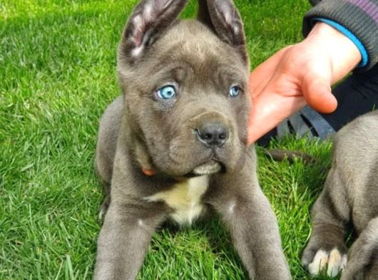 Irkının En Iyisi Blue Mavi Gözlü Cane Corso