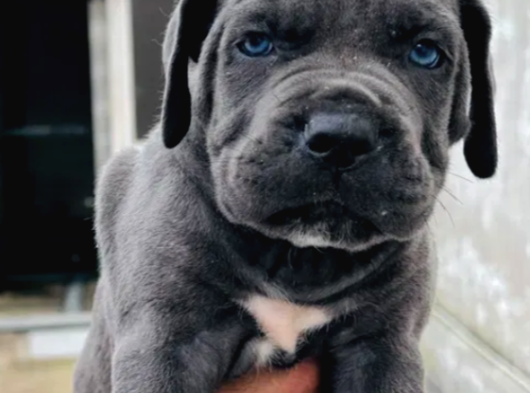 Irkının En Iyisi Blue Mavi Gözlü Cane Corso görsel