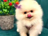 Orji̇nal Ayi Surat Pomerani̇an Boo Yavrular