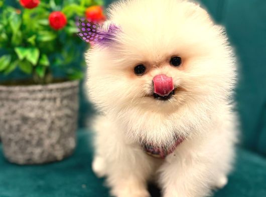 Orji̇nal Ayi Surat Pomerani̇an Boo Yavrular görsel