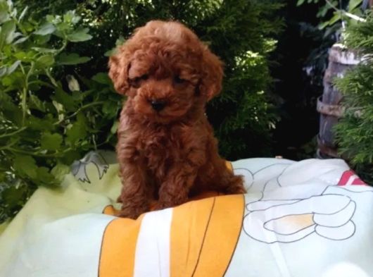 Mükemmel Toy Poodle Yavrular Ruhsatlı Çiftlik Güvencesiyle