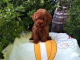 Mükemmel Toy Poodle Yavrular Ruhsatlı Çiftlik Güvencesiyle