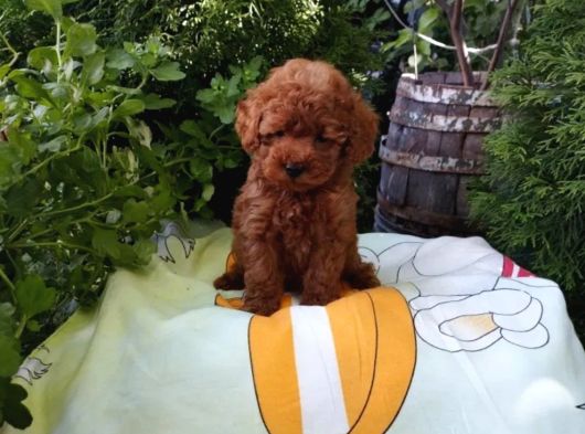 Mükemmel Toy Poodle Yavrular Ruhsatlı Çiftlik Güvencesiyle görsel