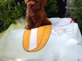 Mükemmel Toy Poodle Yavrular Ruhsatlı Çiftlik Güvencesiyle