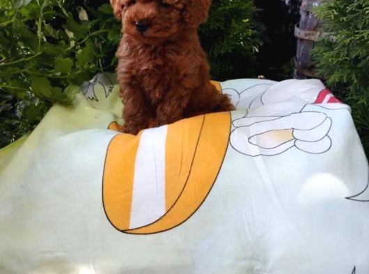 Mükemmel Toy Poodle Yavrular Ruhsatlı Çiftlik Güvencesiyle görsel
