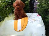 Mükemmel Toy Poodle Yavrular Ruhsatlı Çiftlik Güvencesiyle