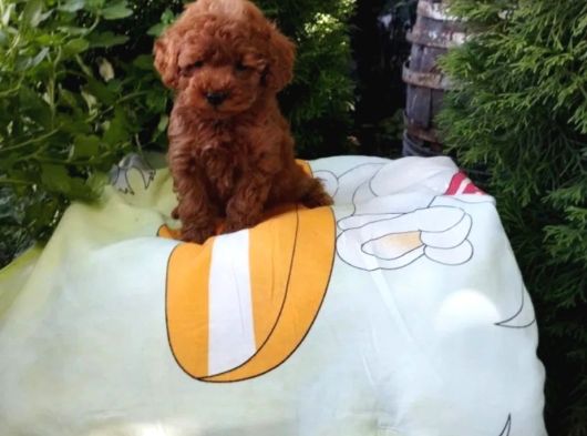 Mükemmel Toy Poodle Yavrular Ruhsatlı Çiftlik Güvencesiyle görsel
